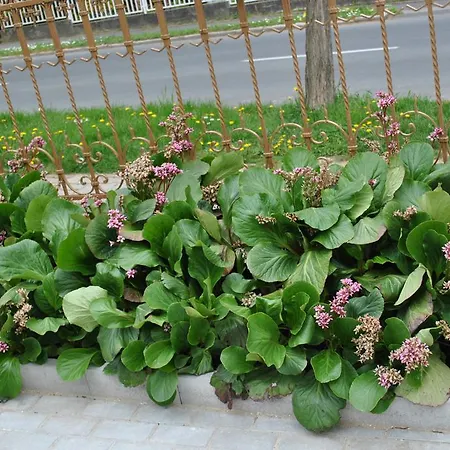 Διαμέρισμα I Hévíz